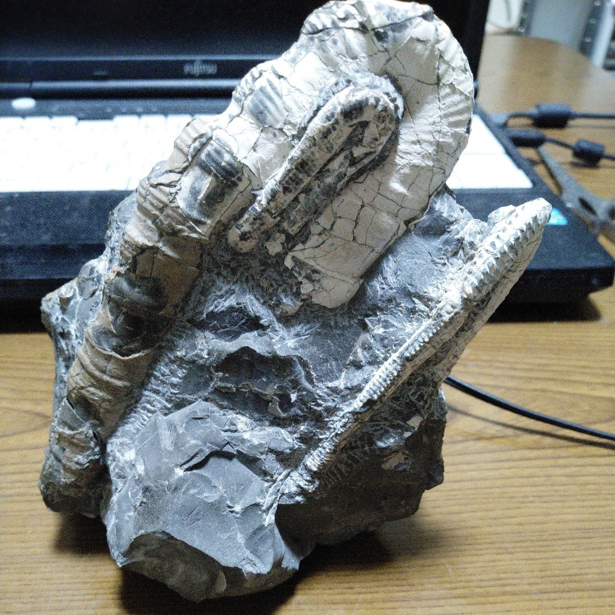 北海道産アンモナイト異常巻き2種類