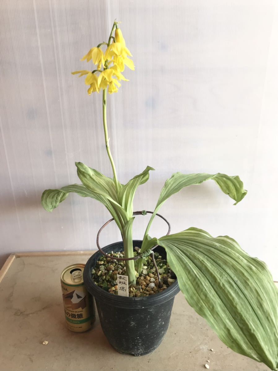 t*o様 山野草 野生蘭 えびね エビネ(超珍品！地エビネ黄花香り・4月24日写 野生蘭 ○山野草 エビネ(超珍品！地エビネ黄花香り・4月24 エビネ: