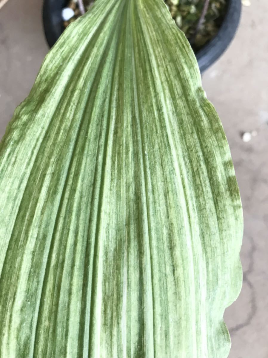 t*o様 山野草 野生蘭 えびね エビネ(超珍品！地エビネ黄花香り・4月24日写 野生蘭 ○山野草 エビネ(超珍品！地エビネ黄花香り・4月24 エビネ: