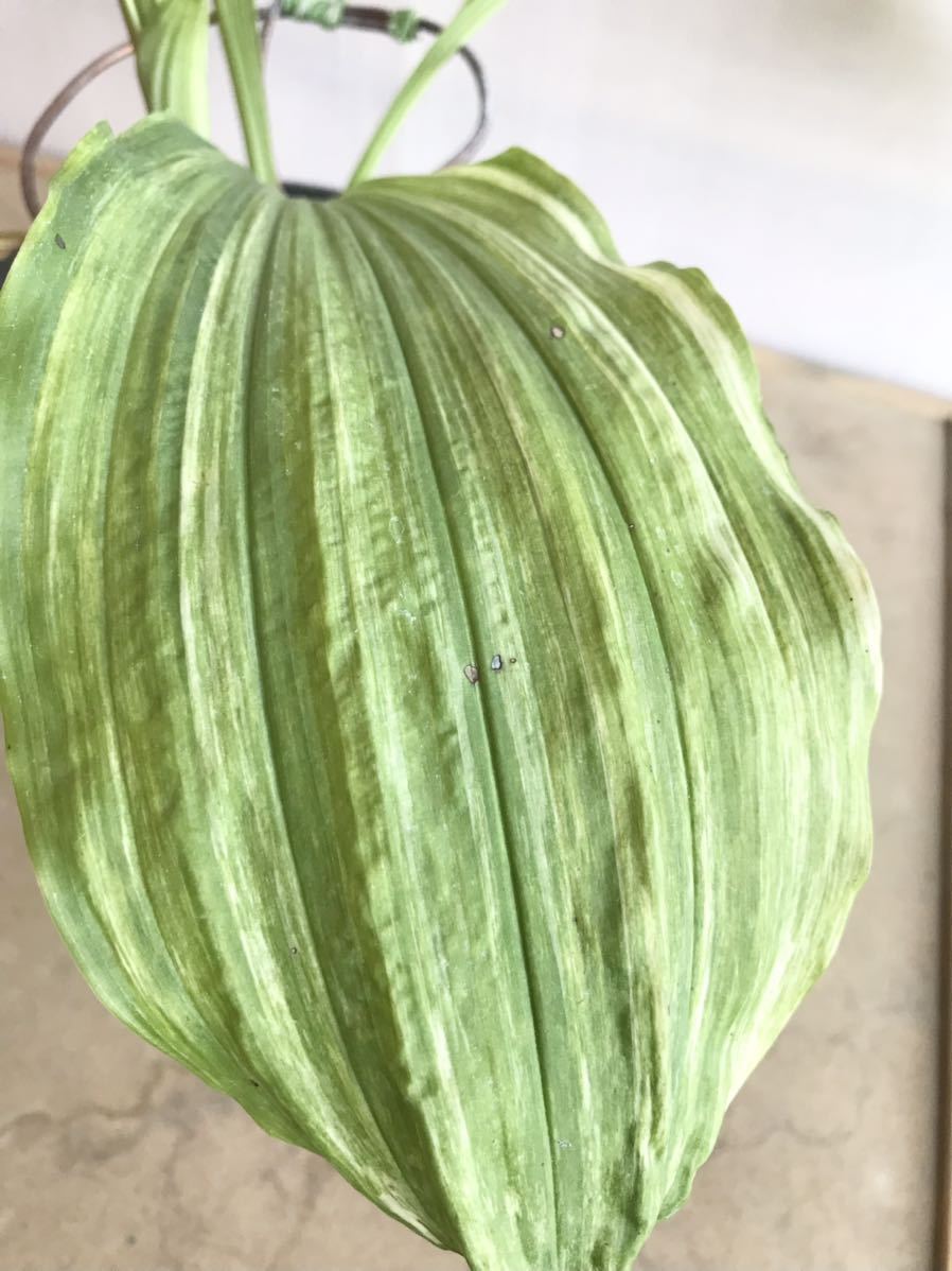 t*o様 山野草 野生蘭 えびね エビネ(超珍品！地エビネ黄花香り・4月24日写 野生蘭 ○山野草 エビネ(超珍品！地エビネ黄花香り・4月24 エビネ: