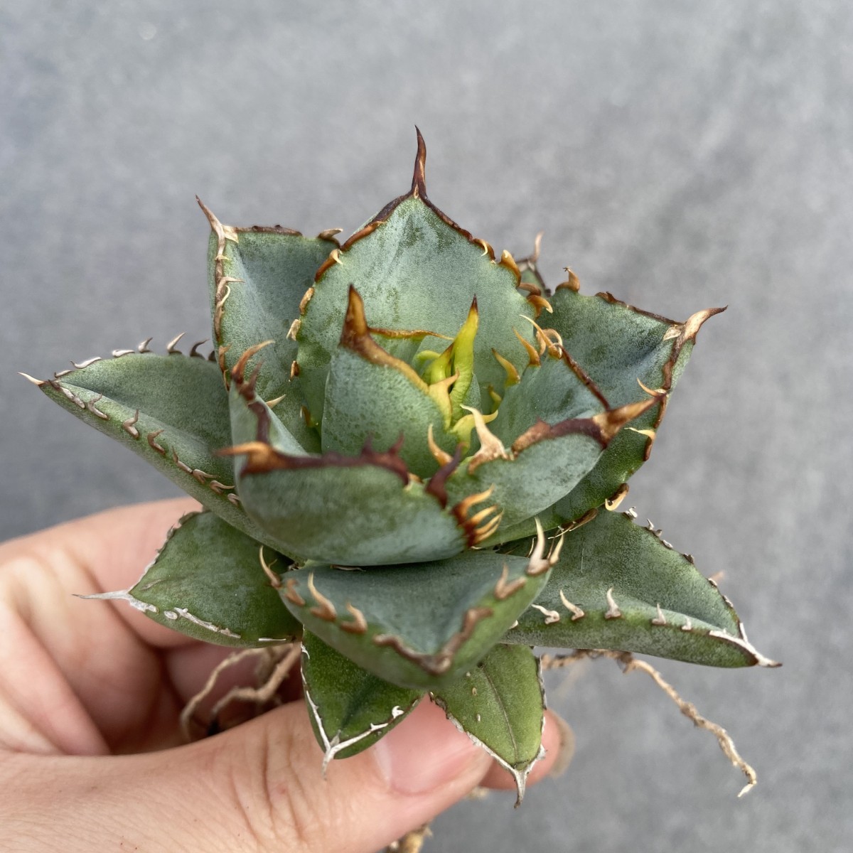 PTL011 Agave oteroi Oaxaca special株 アガベ オテロイ 強棘