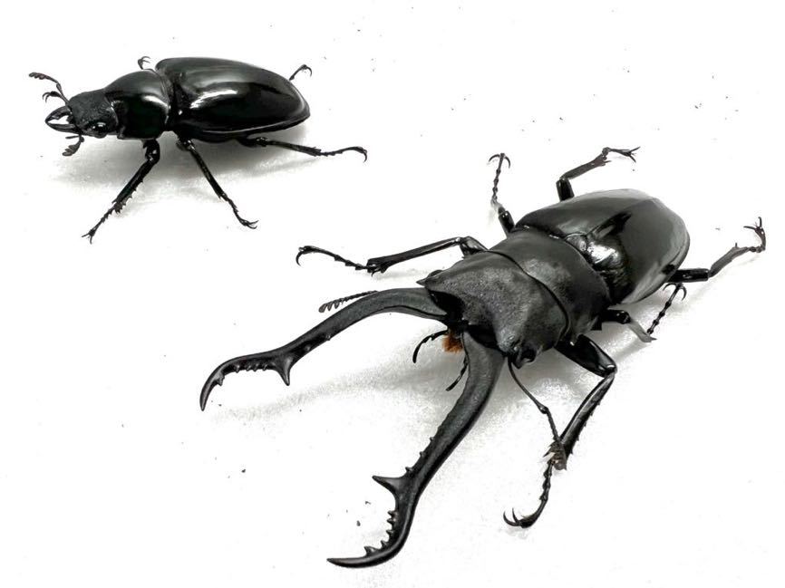 お得，格安 新成虫マキタイギラファノコギリクワガタ♂91.0 mm ♀48.5 mm 1ペア ②(外国産)｜売買されたオークション情報、yahooの商品情報をアーカイブ公開 - オークファン 外国産
