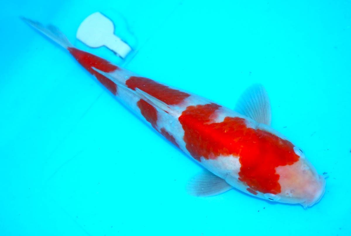 錦鯉 魚酔#401良い顔してます！ 2021年産 44cm 獅子顔カラシ系！