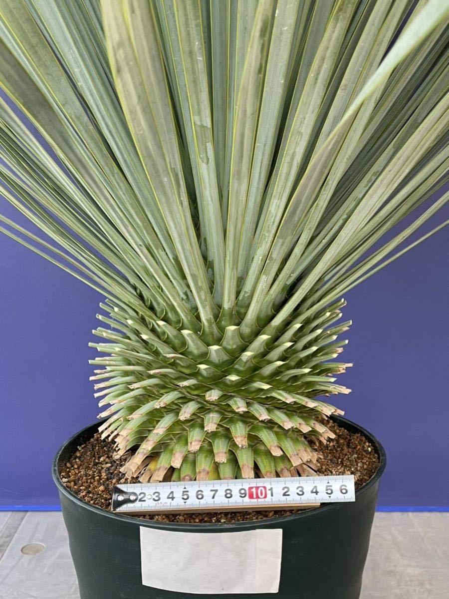 極上の一品 ユッカロストラータ Yucca rostrata国内栽培 白 極上の一品 ユッカロストラータ Yucca rostrata国内栽培 白