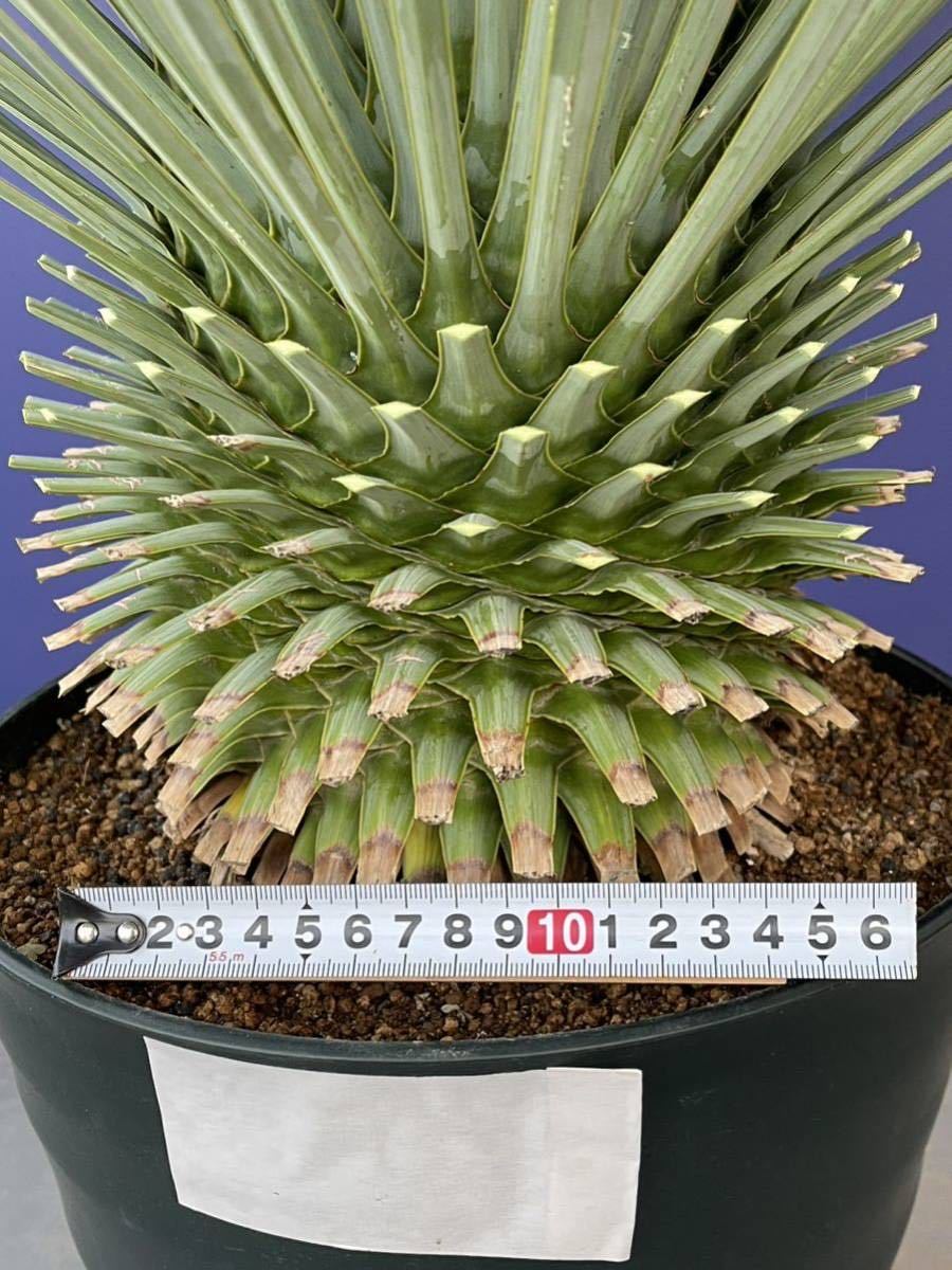 極上の一品 ユッカロストラータ Yucca rostrata国内栽培 白 極上の一品 ユッカロストラータ Yucca rostrata国内栽培 白