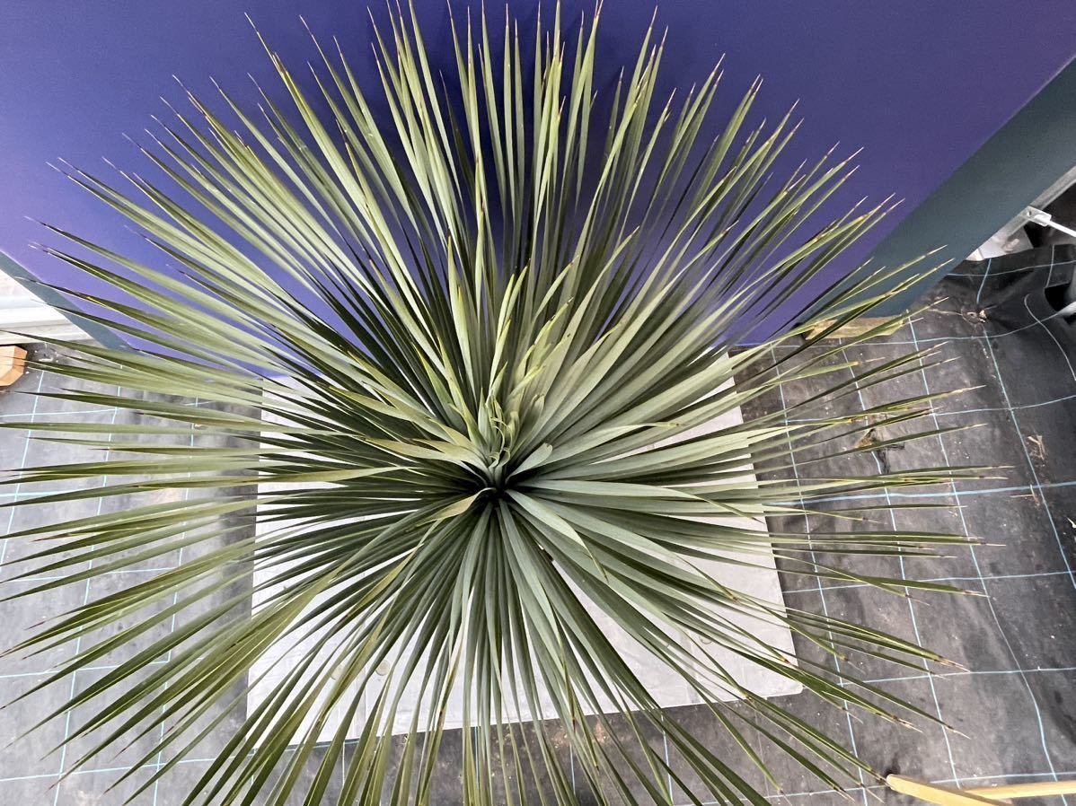 極上の一品 ユッカロストラータ Yucca rostrata国内栽培 白 極上の一品 ユッカロストラータ Yucca rostrata国内栽培 白