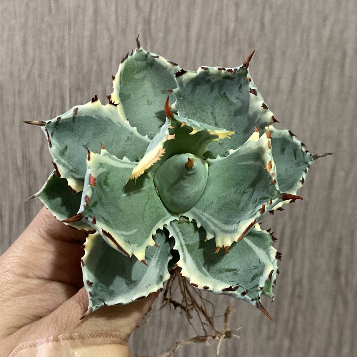アガベ | 王妃兜蟹錦 特選 多肉植物 アガベ・王妃兜蟹錦（カブトガニ錦 