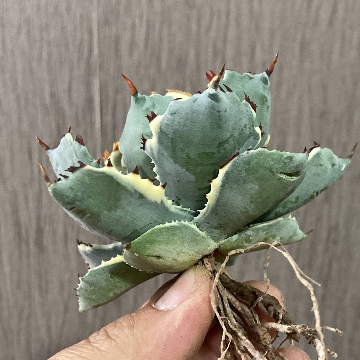 アガベ | 王妃兜蟹錦 特選 多肉植物 アガベ・王妃兜蟹錦（カブトガニ錦 