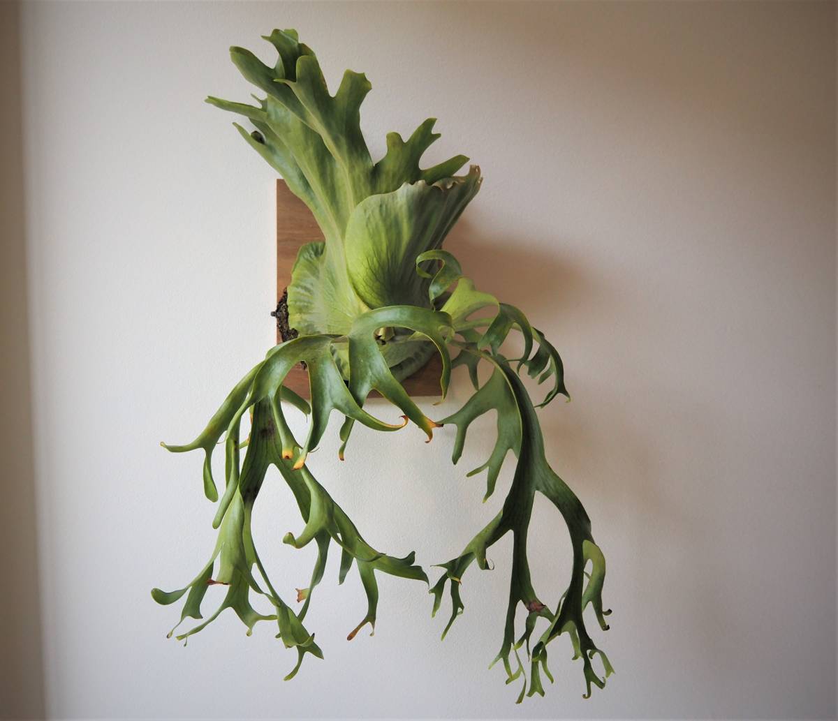 ビカクシダP. Saikeaw サイケオ 親株 傷あり 傷が付いています