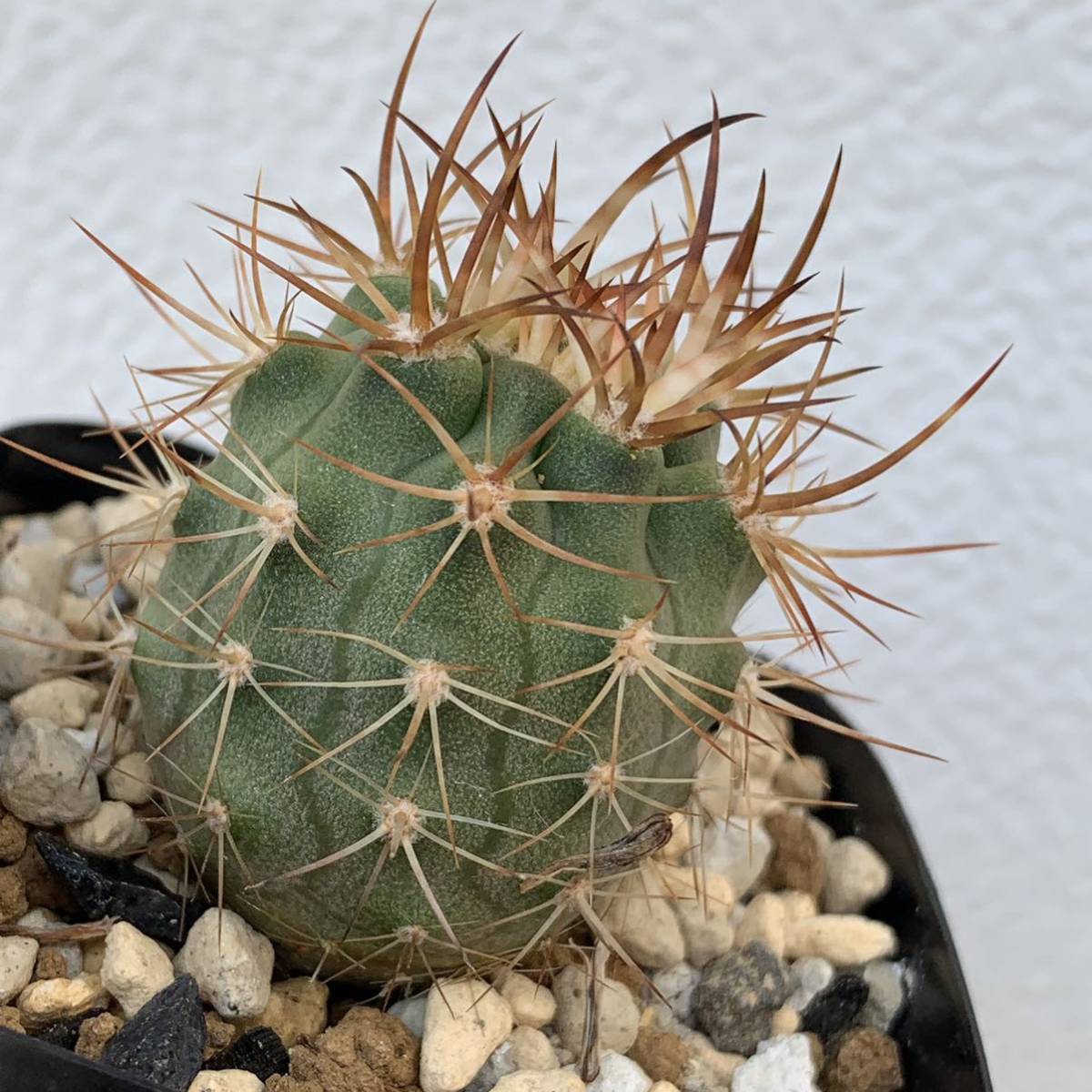 eriosyce aurata エリオシケ アウラタ 五百津玉 国内実生（多肉植物