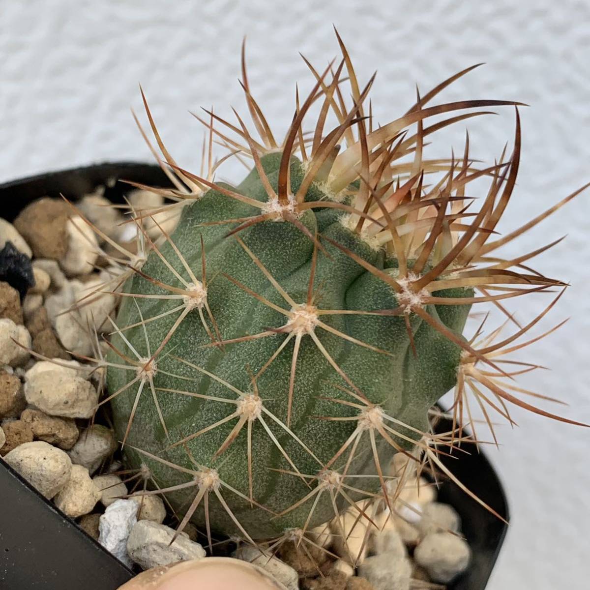 eriosyce aurata エリオシケ アウラタ 五百津玉 国内実生（多肉植物