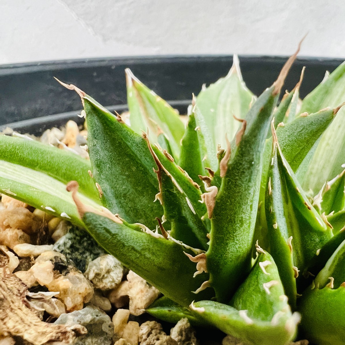 O40 多肉植物アガベホリダ horrida 特殊錦 希少錦 鮮明錦 黄中斑