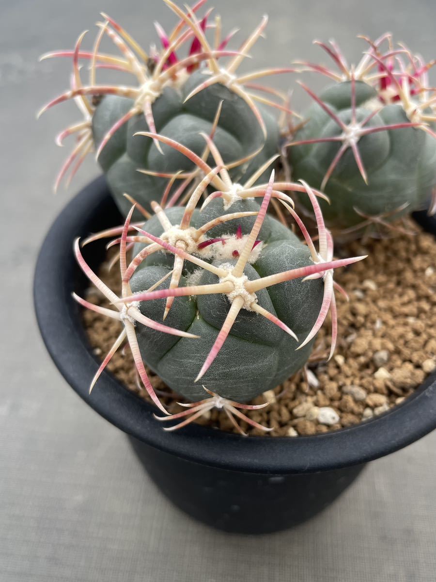 緋冠竜 テロカクタス サボテン 実生 | 多肉植物 サボテン:テロ 緋冠竜 テロカクタス サボテン 実生 | 多肉植物 サボテン:テロ