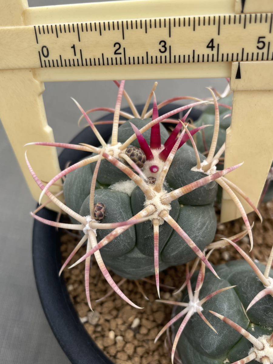 緋冠竜 テロカクタス サボテン 実生 | 多肉植物 サボテン:テロ 緋冠竜 テロカクタス サボテン 実生 | 多肉植物 サボテン:テロ