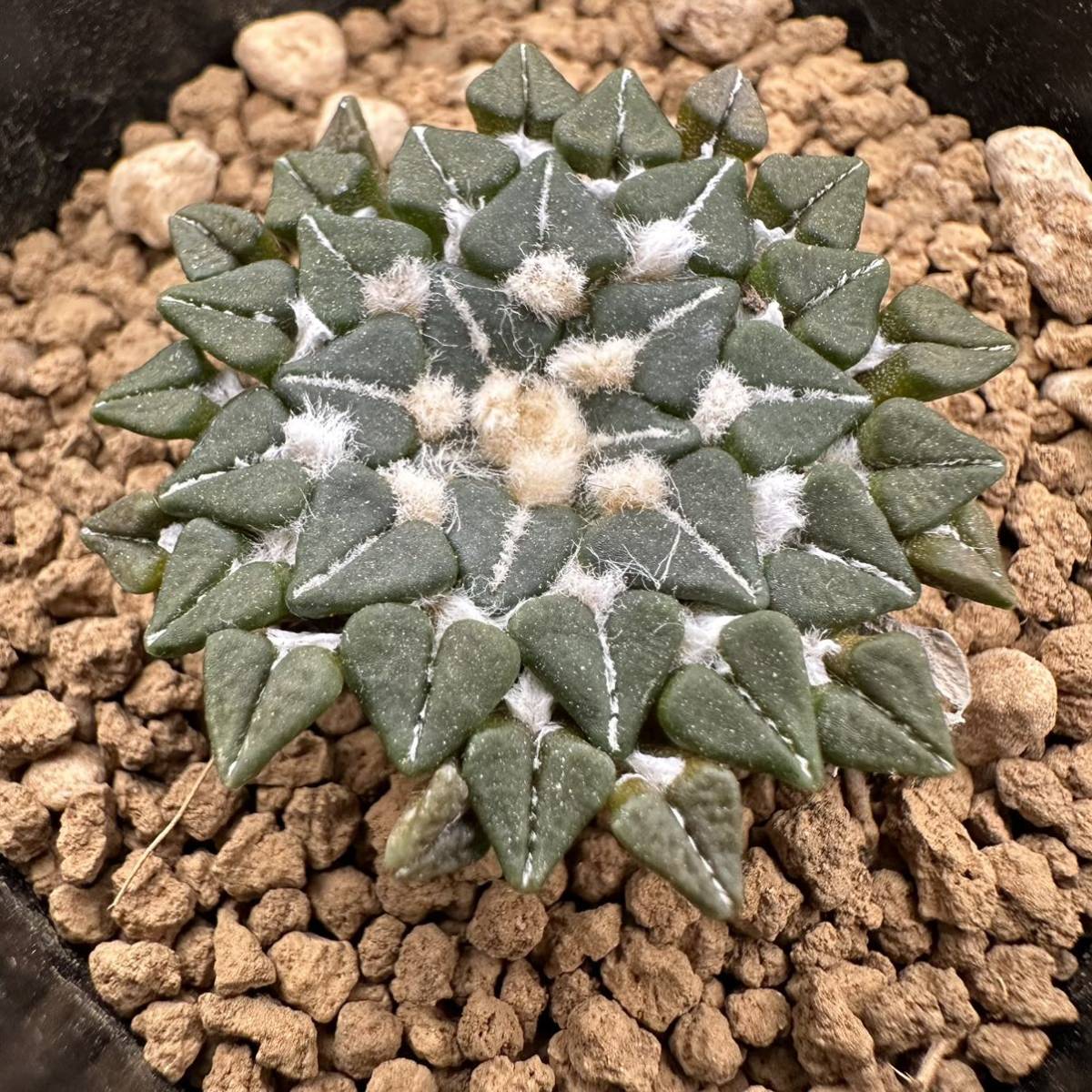アリオカルプス マクドウェリイ サボテン・多肉植物 841