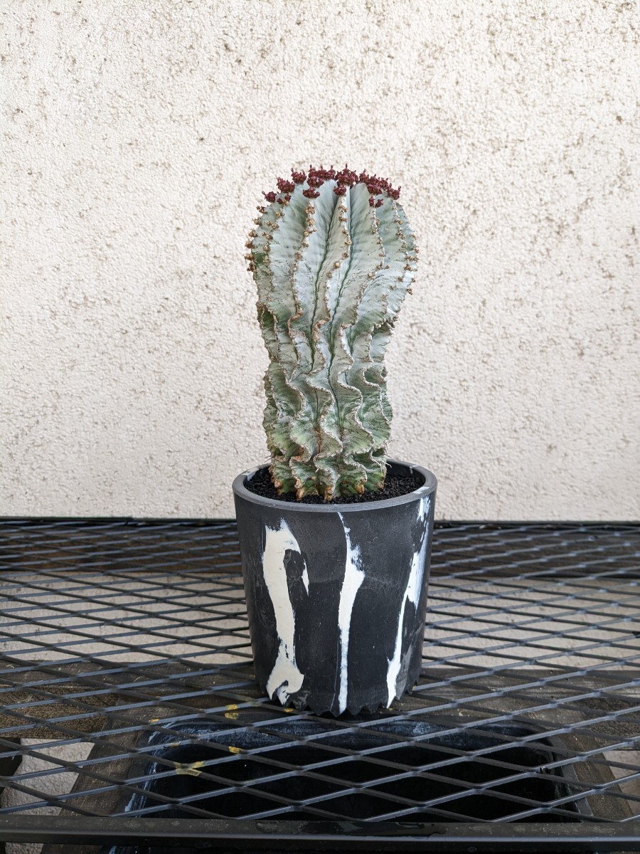 特選 イタリア輸入 ユーフォルビア ホリダ 大群生株 1円スタート】ユーフォルビア ホリダ 大株 / Euphorbia horrida