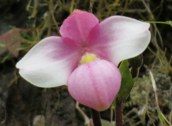 phragmipedium andreettae 1 原種洋蘭 野生ラン 第四種郵便可
