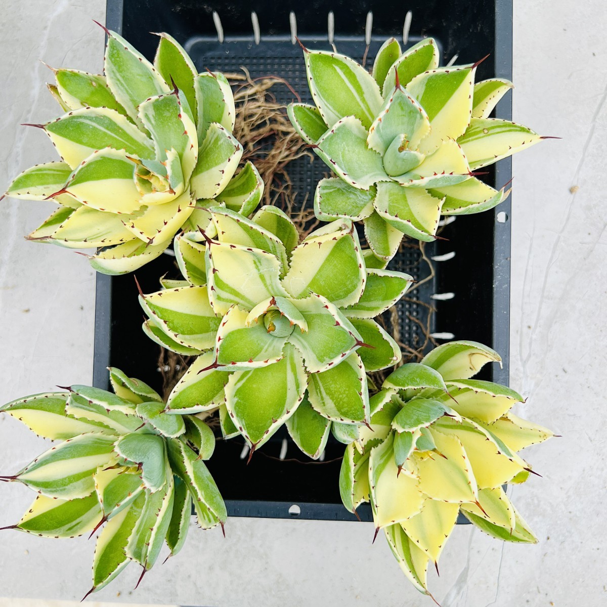 LJE31 厳選 多肉植物アガベ 吉祥の冠錦 陰陽です錦 特殊錦 鮮明錦 極上錦 極美極上株 5株同梱