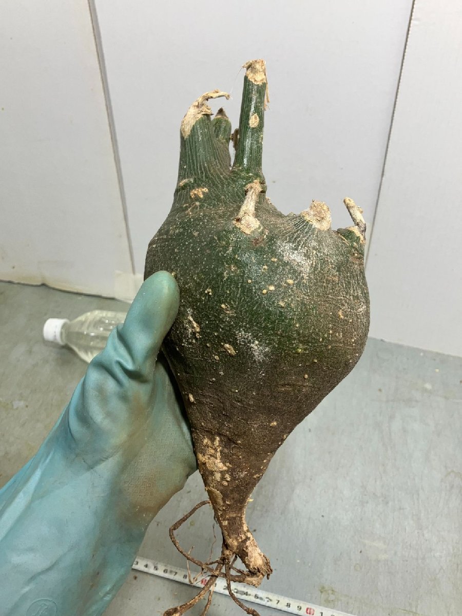 メ588 「塊根植物」アデニア グロボーサ 中～大 抜き苗【/最新到着