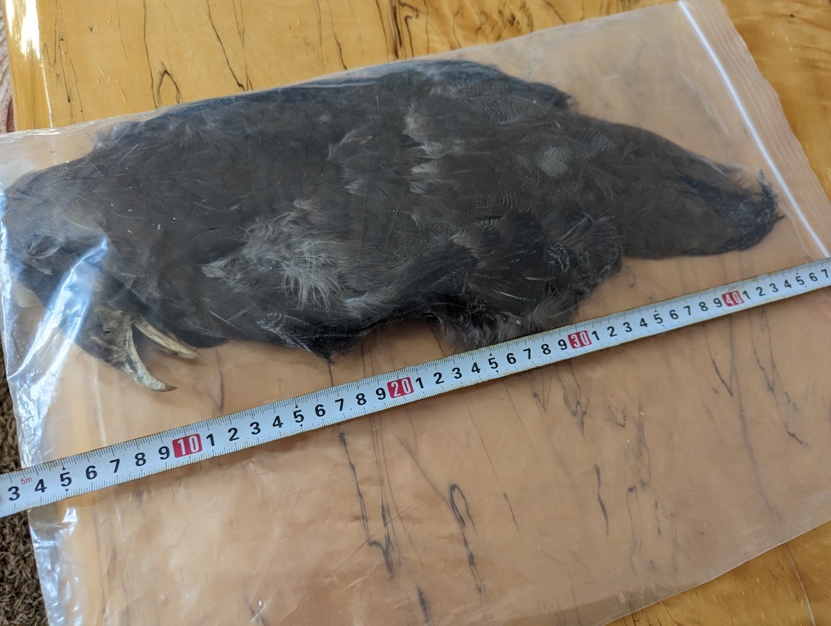 フライマテリアルフェザント