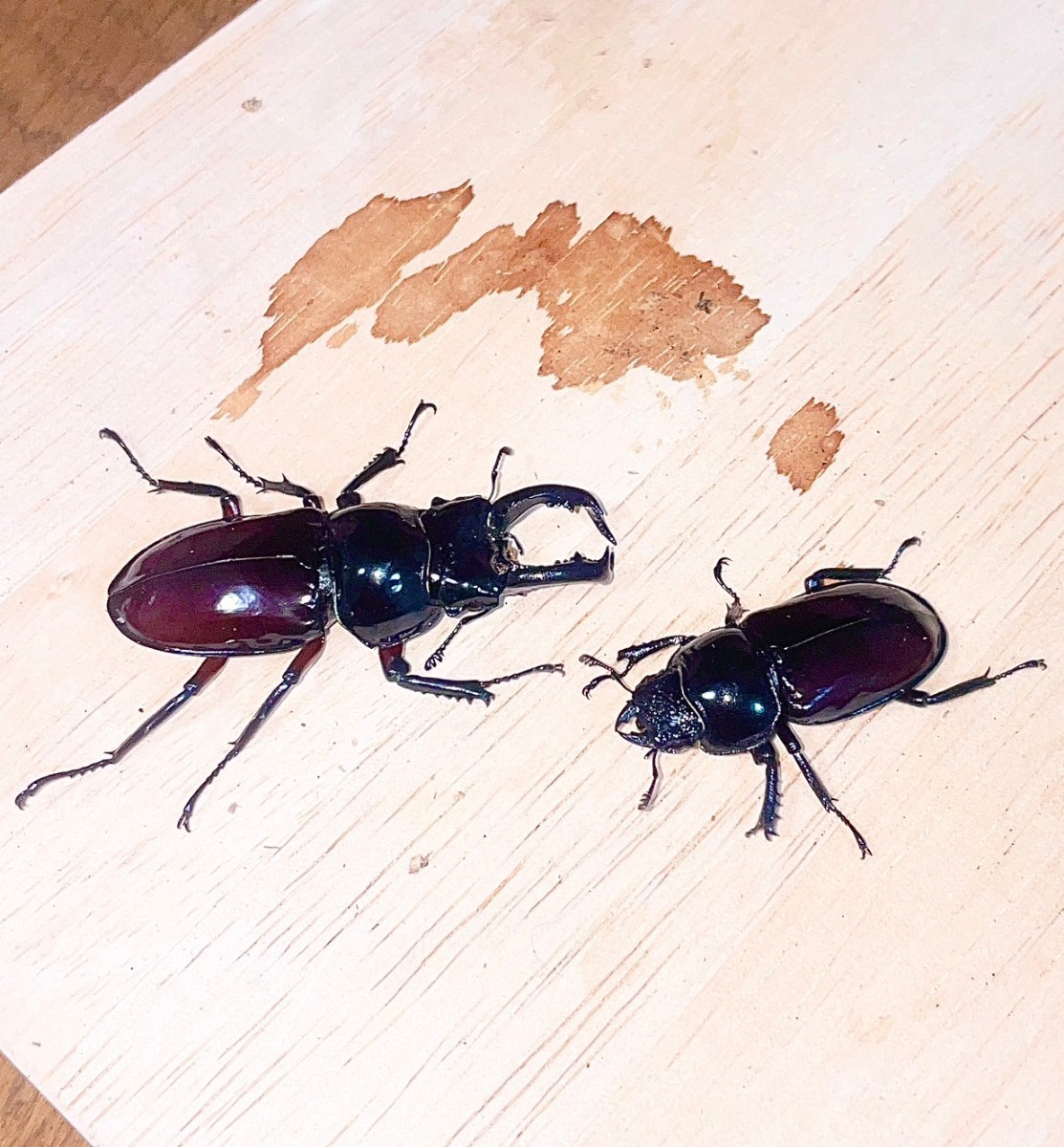 オーベルチュールクロツヤシカクワガタ CB 2齢幼虫5頭 ②