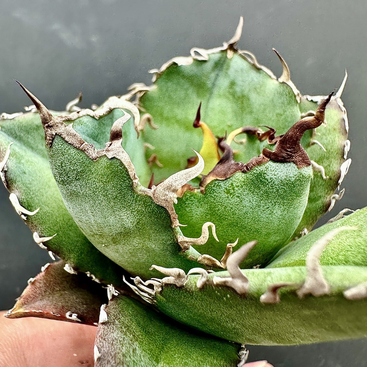 L21 激レア高級品種 アガベ チタノタ 金鯨 陽炎狂刺 強棘 陽炎狂刺 背刺し 大甲蓋 極上美株 