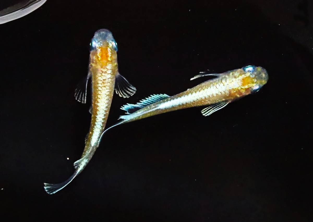 丸長メダカ D28【 夢中メダカ様直系個体　エンペラー 】2匹！ メス 1匹、オス 1匹！ めだか 現物出品！