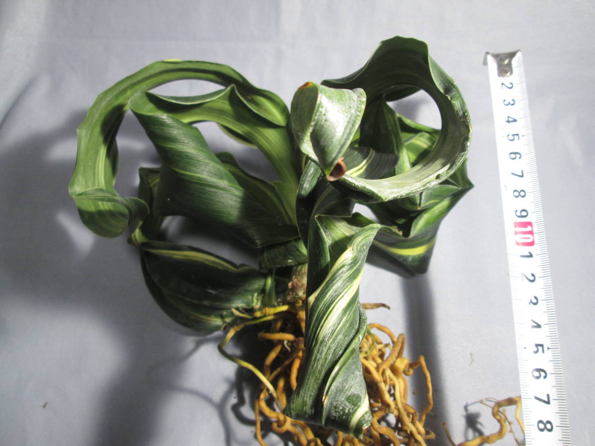 もと丸　山野草　春蘭　万年青　縞甲竜獅子実生