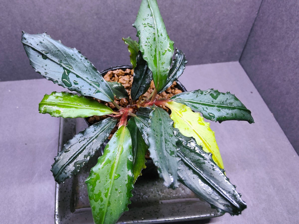 Bucephalandra sp.”Black leaf”【KN便】2021/11 水上葉 2株 現物株