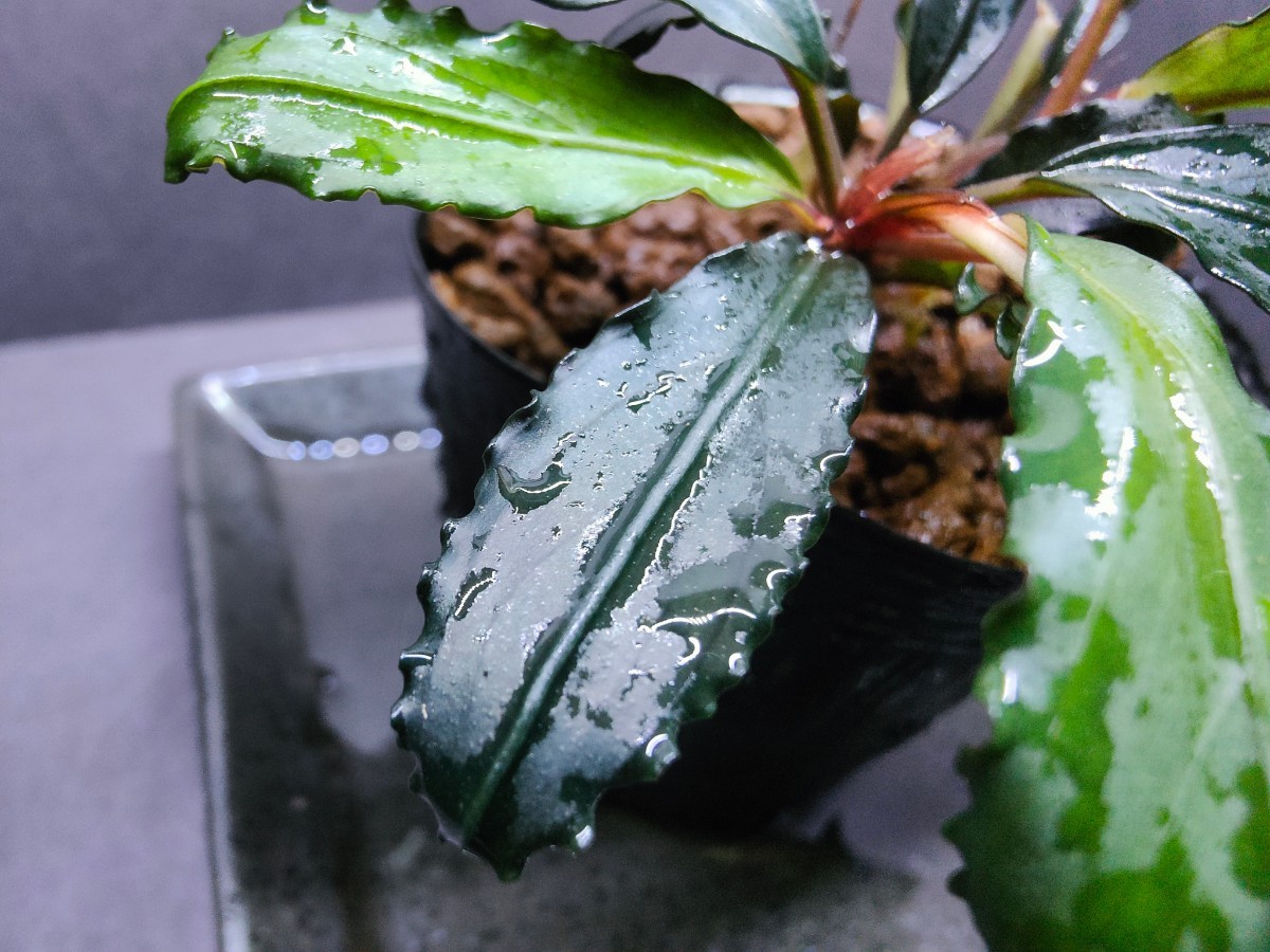 Bucephalandra sp.”Black leaf”【KN便】2021/11 水上葉 2株 現物株
