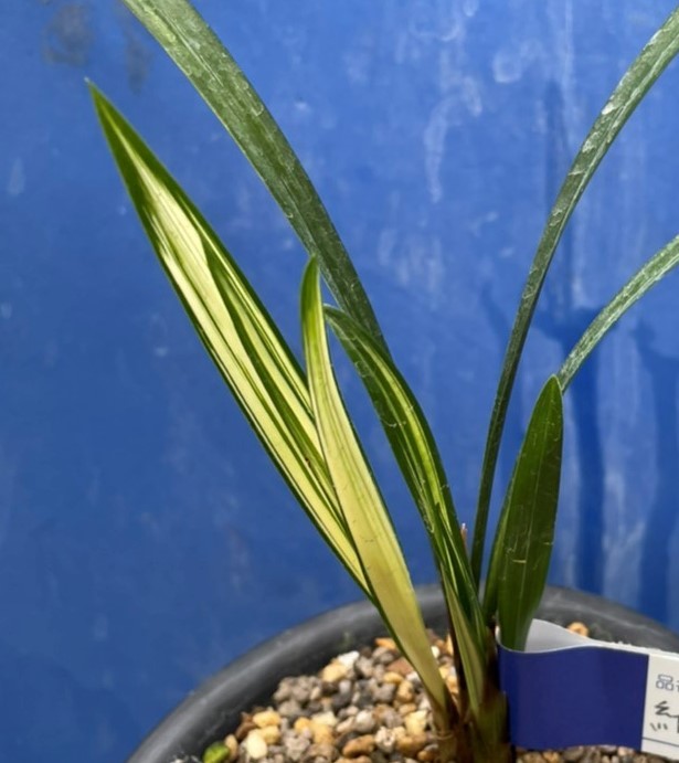 OT-１★寒蘭、自然種、紺覆輪　未開花