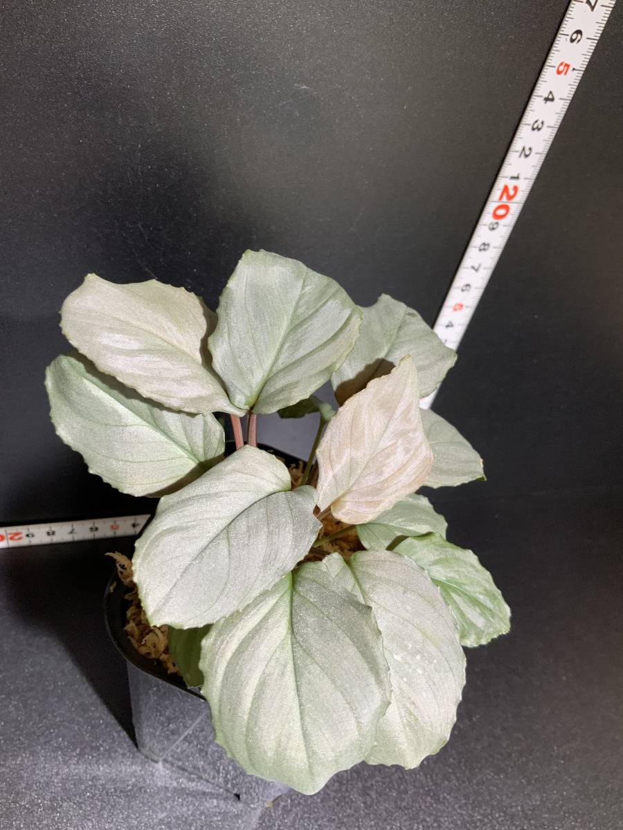 ホマロメナ シルバーパウダー シンケップ Homalomena 【公式通販】