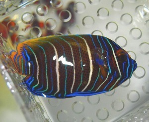 送料無料条件有　アデヤッコ　幼魚