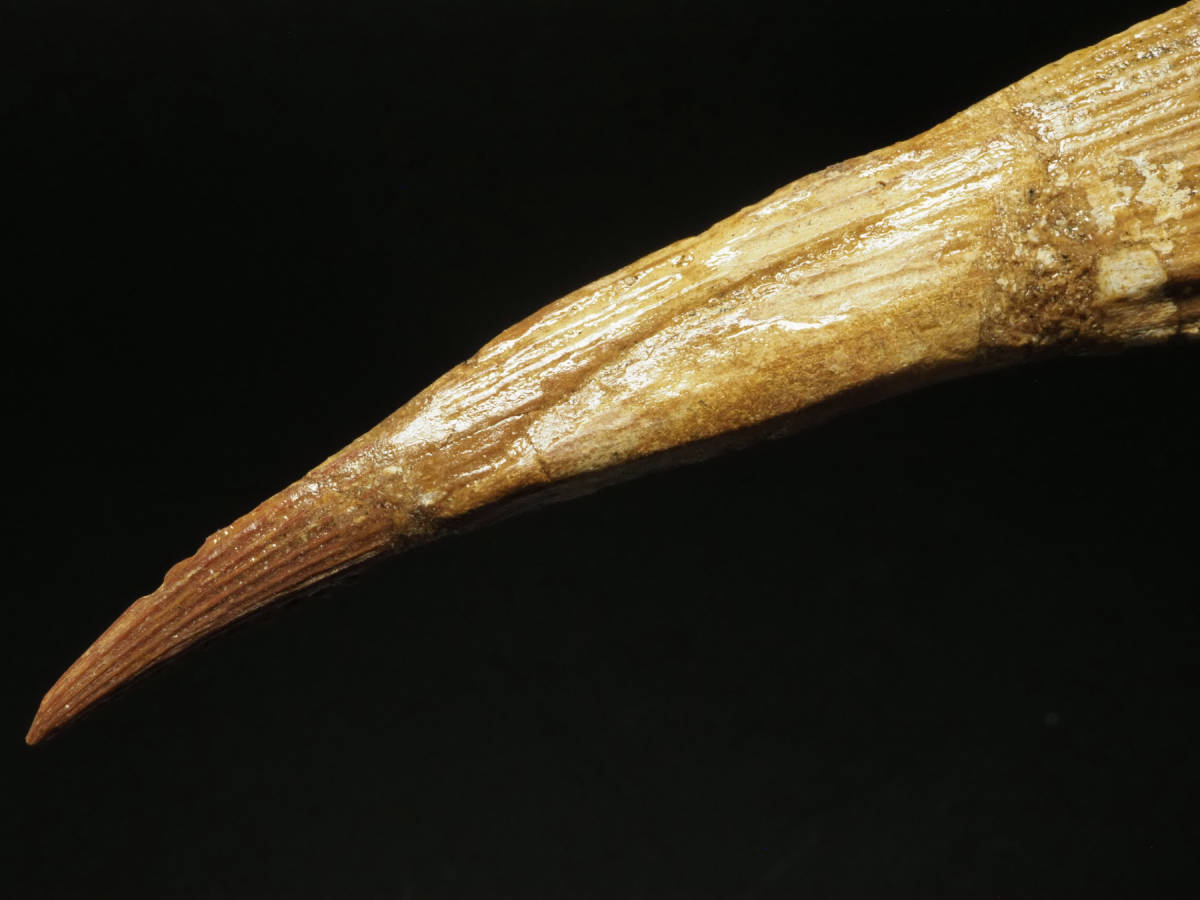 三葉虫化石 ワリセロプス・トリフルカトゥス Walliserops trifurcatus