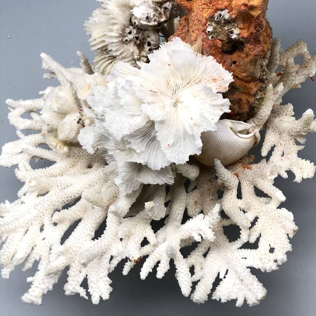 サンゴ 珊瑚礁 珊瑚玉 本珊瑚 赤珊瑚 原木 岩礁 coral コーラル 枝  