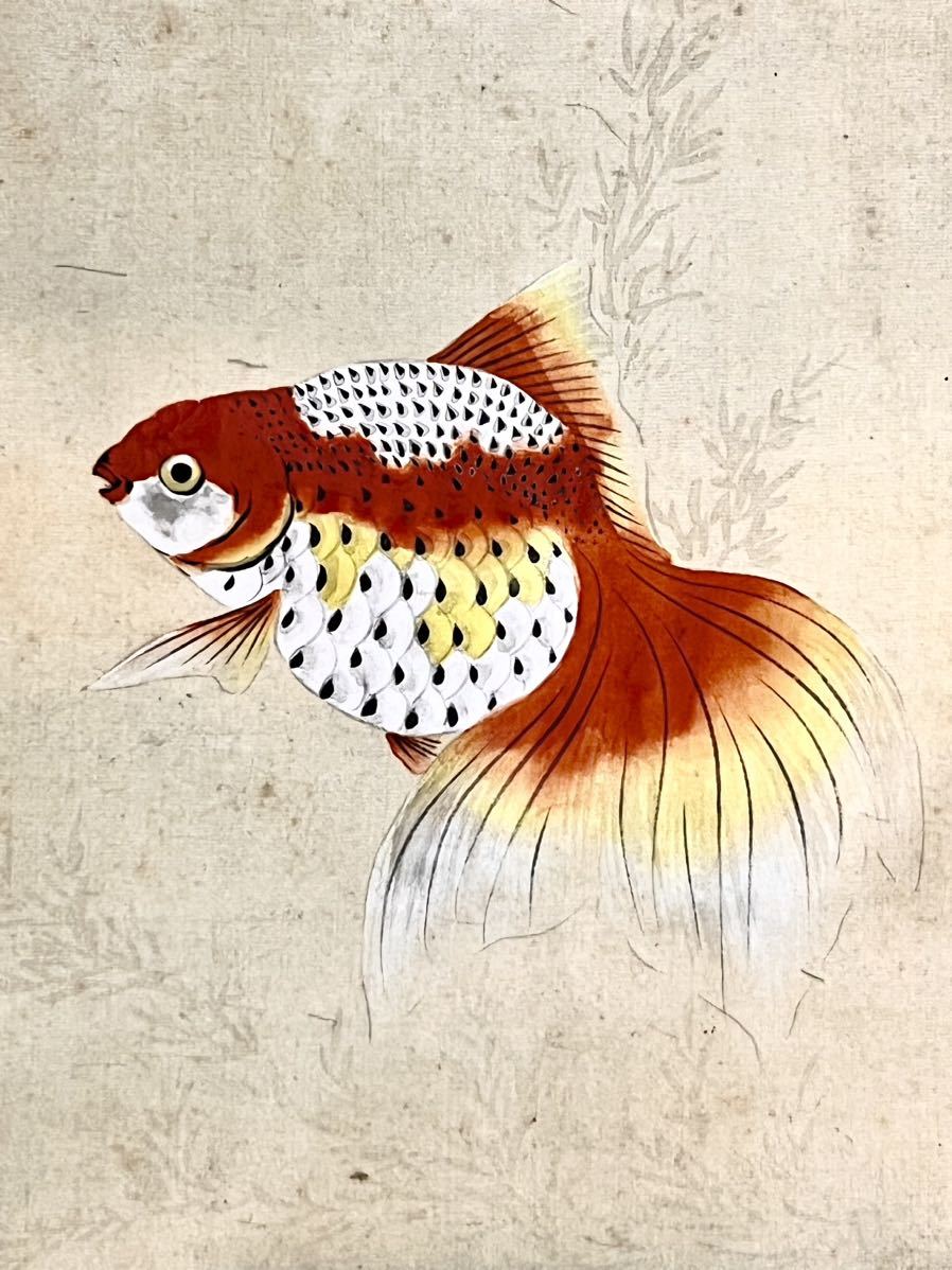 模写 仏陀 中島華鳳 金魚 絹本 肉筆 夏景 花鳥図 鳥獣 魚図 絵画 掛軸
