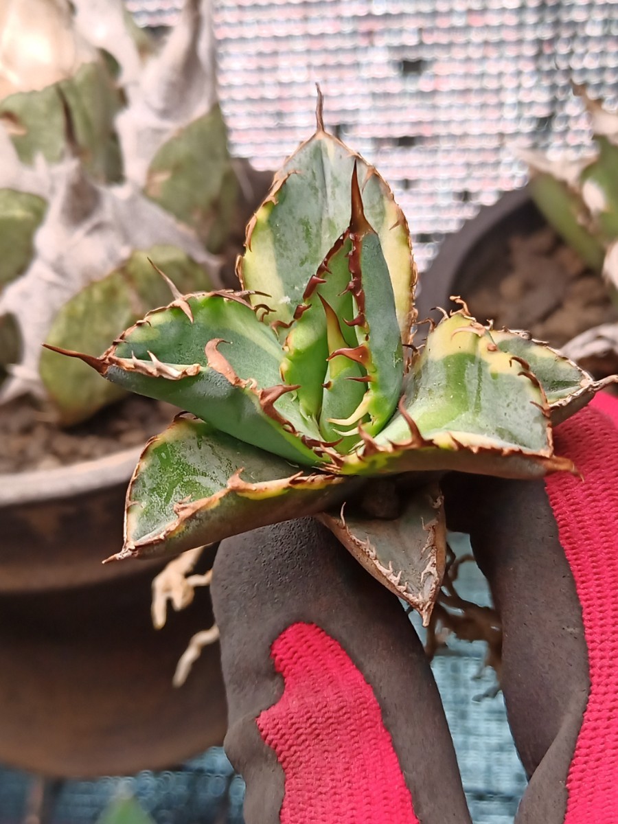 【超希少】アガベ　チタノタ　ブルーダイヤモンド　連棘　裏棘あり　b.bの斑入り　