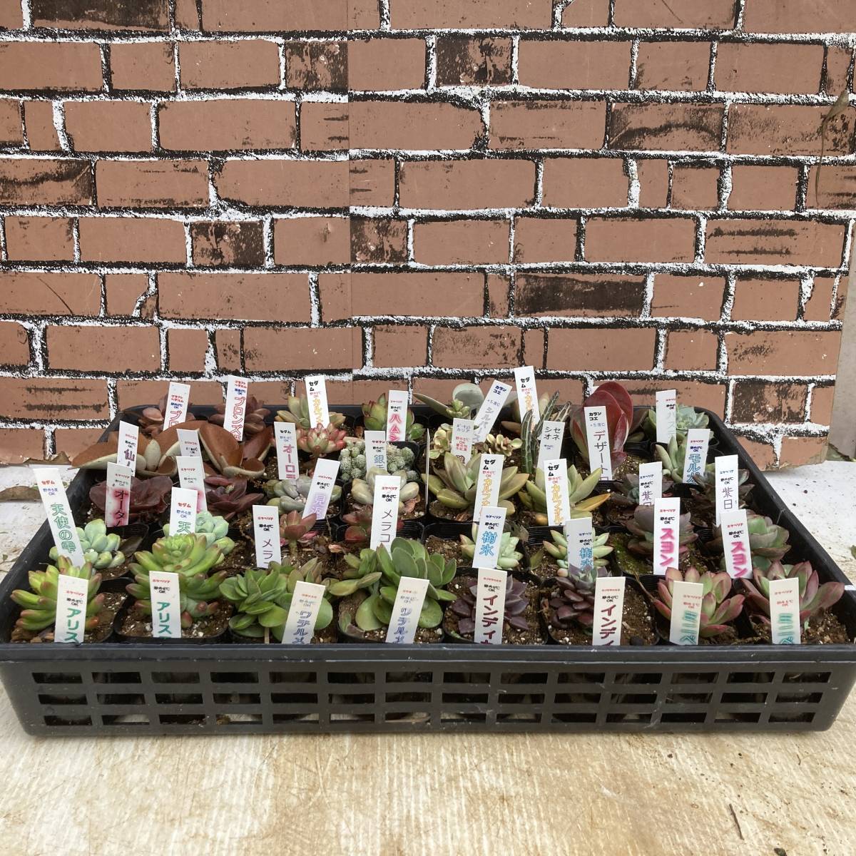 ★魅惑の多肉植物　ガーデン多肉植物　多種ミックス　40ポットセット