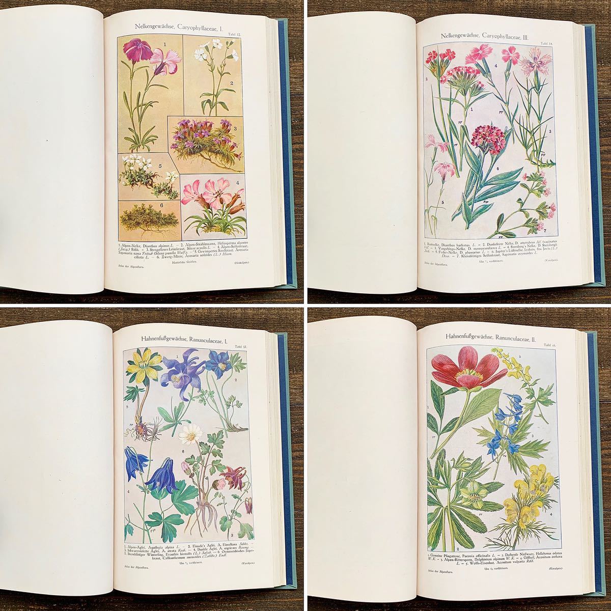 アンティーク]ドイツの古い植物図鑑(atlas der Aipenflora 1909年