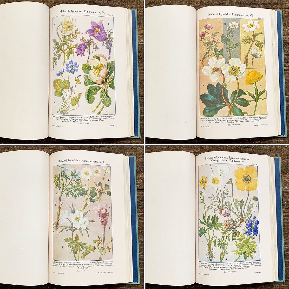 アンティーク]ドイツの古い植物図鑑(atlas der Aipenflora 1909年