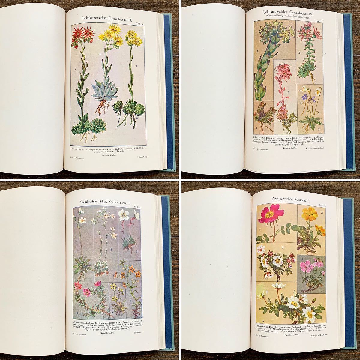 アンティーク]ドイツの古い植物図鑑(atlas der Aipenflora 1909年