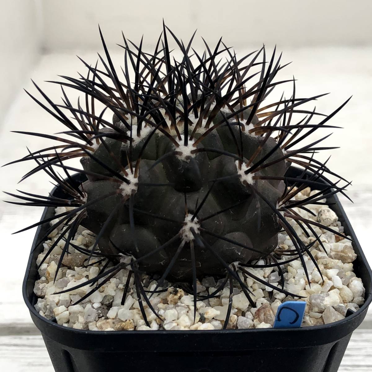 黒王丸×グリセオビオラセア ハイブリッド 【公式通販】