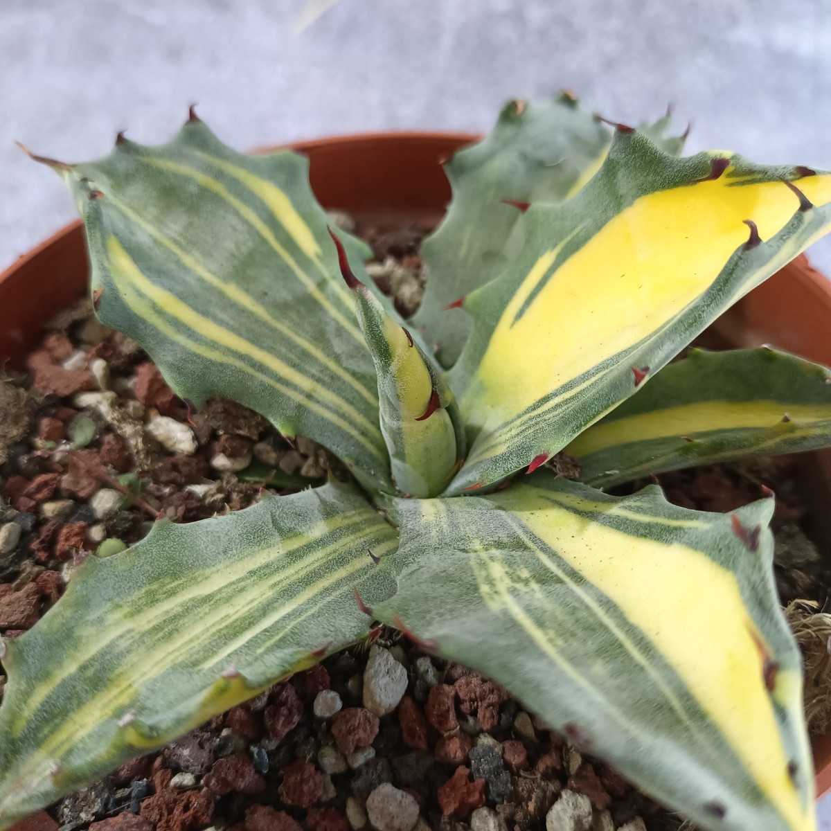 アガベ 「フェロックス錦」大株 極上株 縞斑錦 永久斑 超希有 | AGAVE CODE