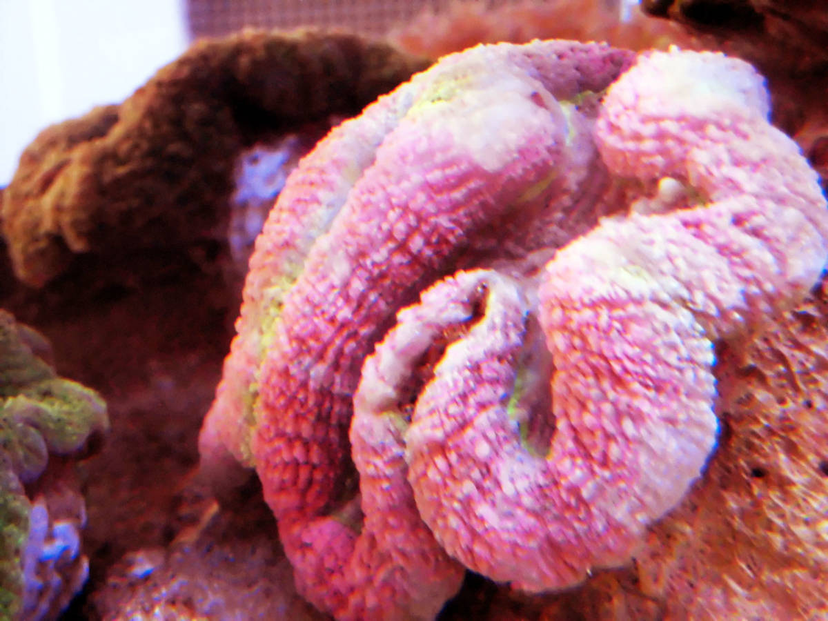 ★★マリンハウス★★ハナガタサンゴ（スーパーピンク）★