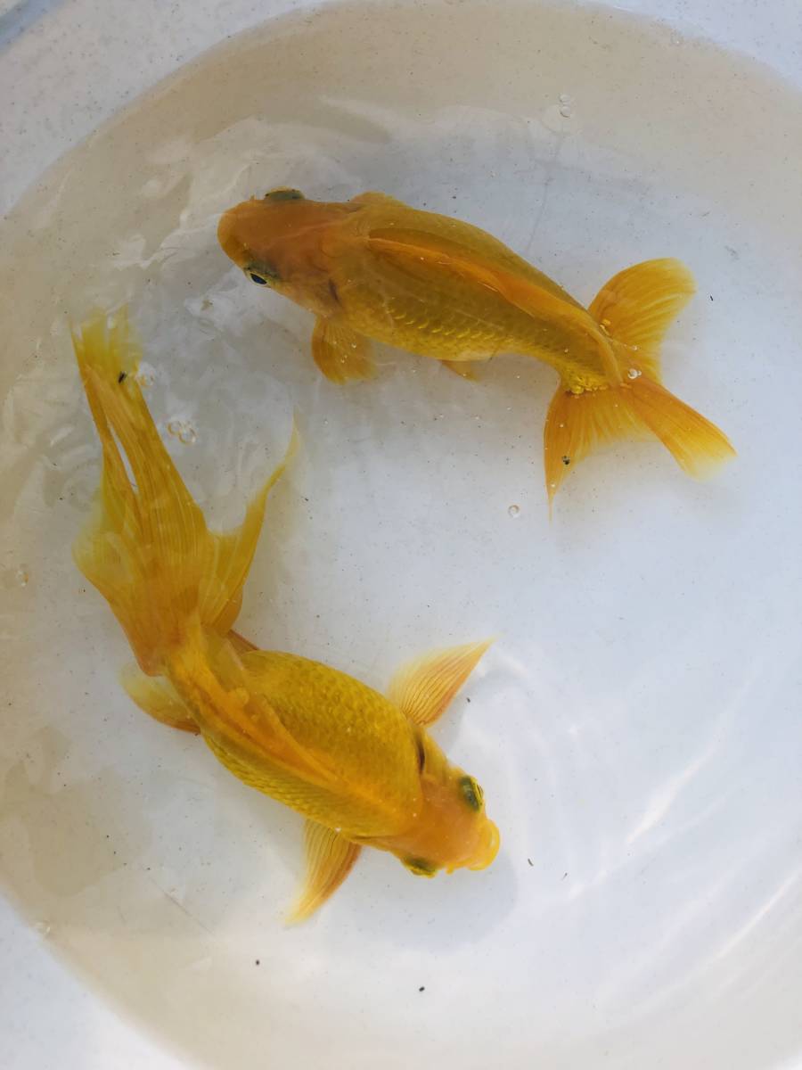 限定！　貴重品種　黄金魚50匹以上