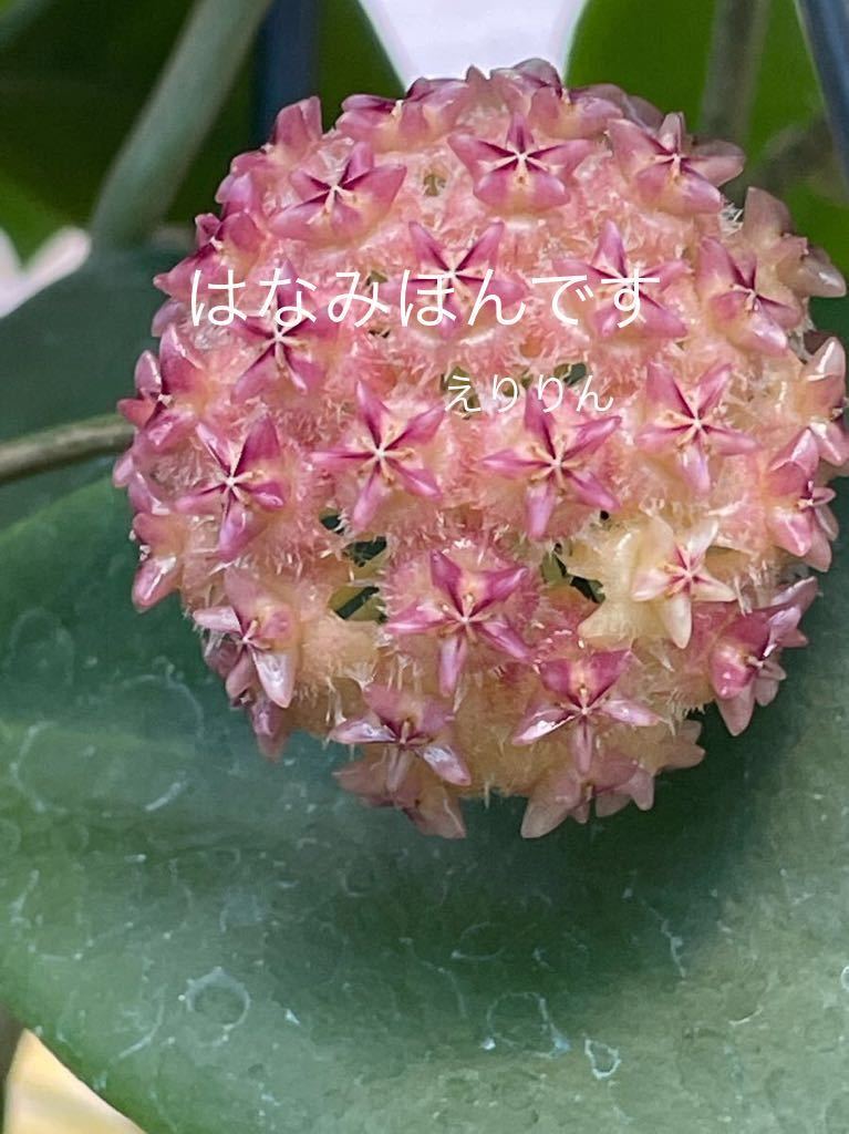 ホヤ ミンドレンシスの一覧｜ GreenSnap（グリーンスナップ）