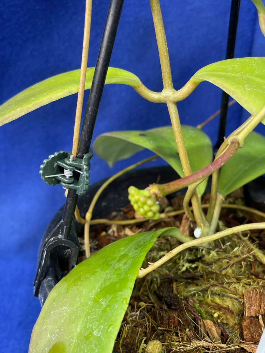 ホヤ ミンドレンシスの一覧｜ GreenSnap（グリーンスナップ）