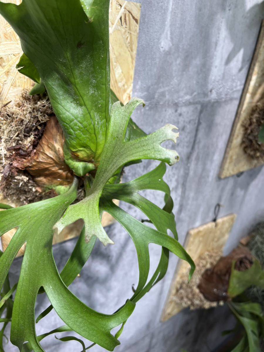 タイ直輸入】P.Coronarium コロナリウム ビカクシダ