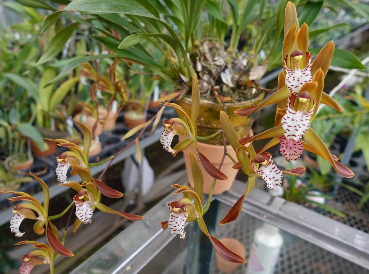 洋ラン 原種 Cym. tigrinum シンビジューム ティグリナム 開花サイズ株