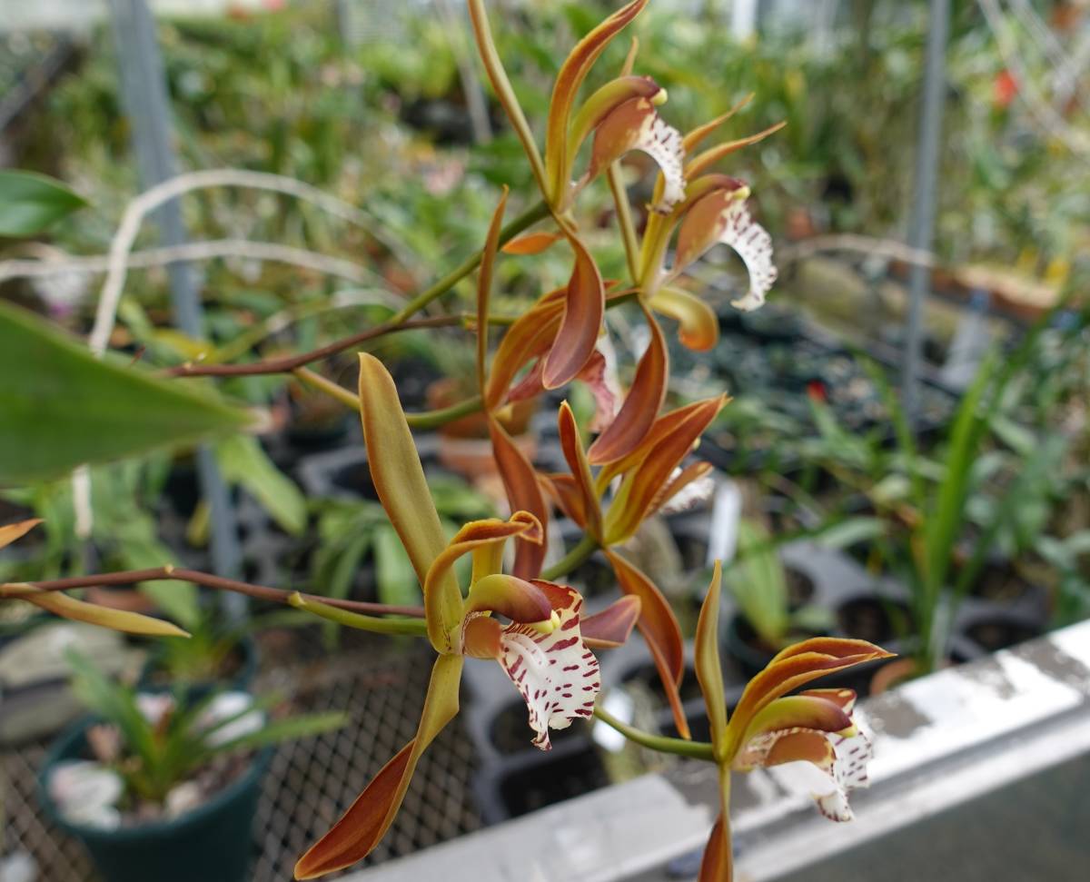 洋ラン 原種 Cym. tigrinum シンビジューム ティグリナム 開花サイズ株